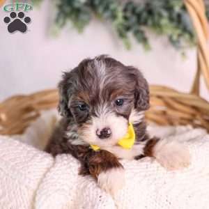 Mochi, Mini Bernedoodle Puppy